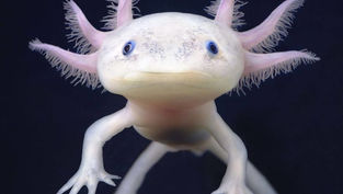 New attraction Morph'd is opening this summer at The Florida Aquarium