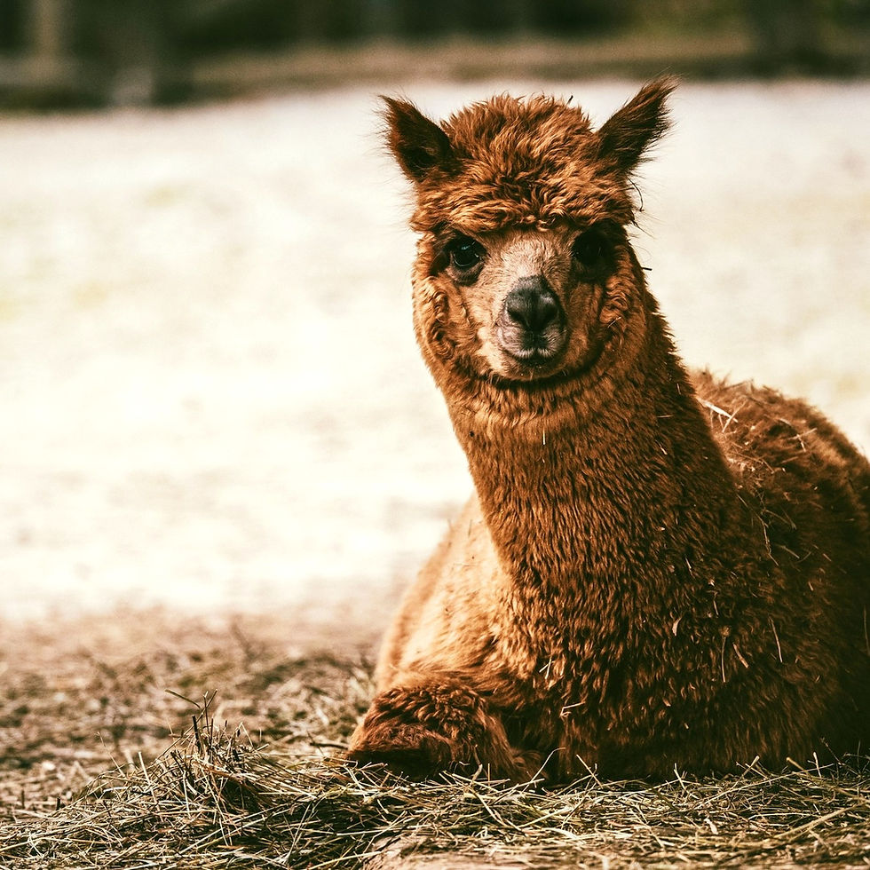 Beloved local attraction, Green Meadows Petting Farm in Kissimmee is back!