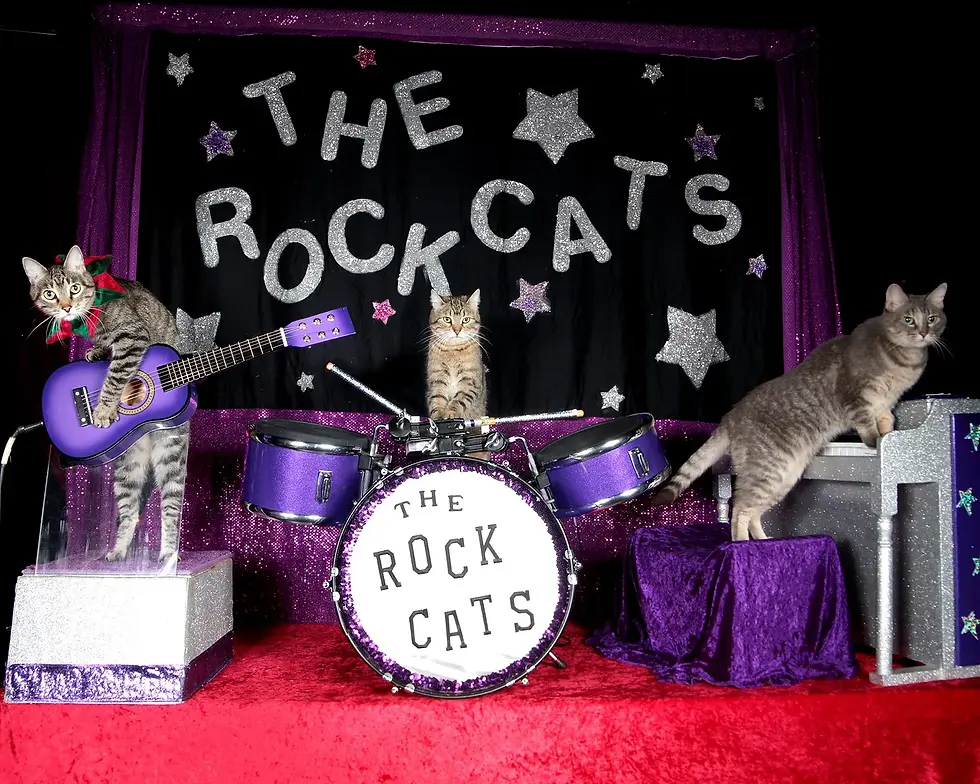 The Amazing Acro-Cats at The Orlando Rep