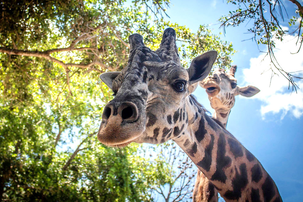 Brevard Zoo