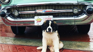 Celebrate Father’s Day on June 15 at the Old Town Kissimmee Waggin’ Weekend Dog Festival!