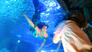 Dive into the magic of Mermaids at SEA LIFE Orlando Aquarium on select dates this May