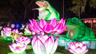 Families can ring in the New Year early at Central Florida Zoo's Asian Lantern Festival