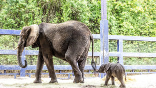 Disney’s Animal Kingdom Welcomes New Baby Elephant, Corra!