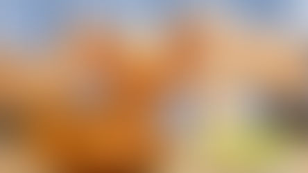 Pollo Campero is celebrating National Fried Chicken Day on July 6 by giving away Free Fried Chicken!