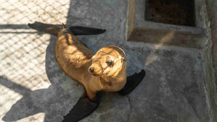 SeaWorld surpassed 43,000 animal rescues, highlighting ongoing commitment to helping animals in need