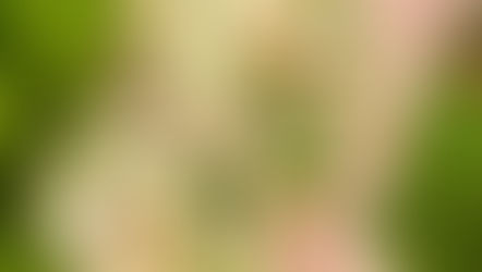 The fast-casual healthy food chain Just Salad sets its sights on new Orlando location