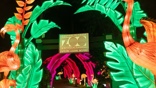 Asian Lantern Festival: Into the Wild illuminates Central Florida Zoo for the Holidays