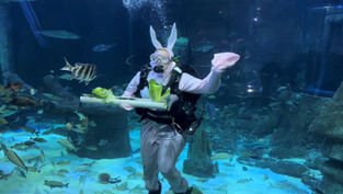Check out the Easter Egg-stravaganza at Sea Life Orlando Aquarium!
