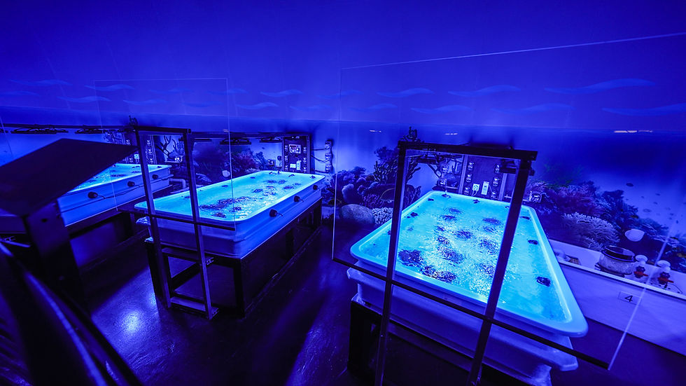 SeaWorld Orlando celebrates World Oceans Day with Anniversary of SeaWorld Coral Rescue Center