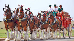 The Iconic Budweiser Clydesdales Trot Into ICON Park Orlando For The Holidays This Weekend