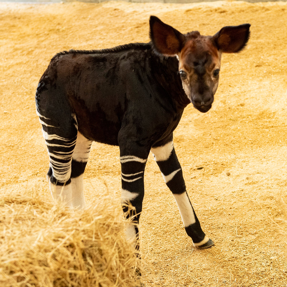 Meet Beni The Cutest Baby Okapi Born At Disney’s Animal Kingdom Lodge