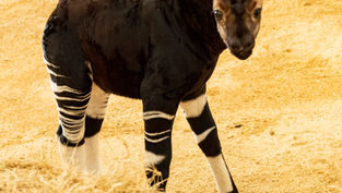 Meet Beni The Cutest Baby Okapi Born At Disney’s Animal Kingdom Lodge