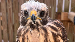 Audubon Center for Birds of Prey is closed until further notice as they undergo construction of a new aviary