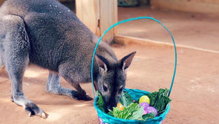 Hop Into Adventure at Wild Florida's Annual Easter Egg Hunt