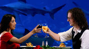Surprise your sweetheart this Valentine’s Day with a one-of-a-kind dinner at Sharks Underwater Grill and Bar!