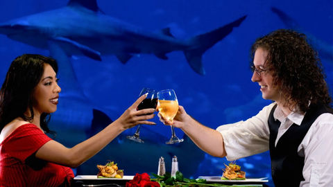 Surprise your sweetheart this Valentine’s Day with a one-of-a-kind dinner at Sharks Underwater Grill and Bar!