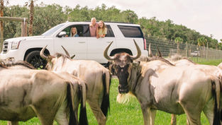 Wild Florida celebrates 15 Wild Years with Drive-thru Safari Park fun for just $15