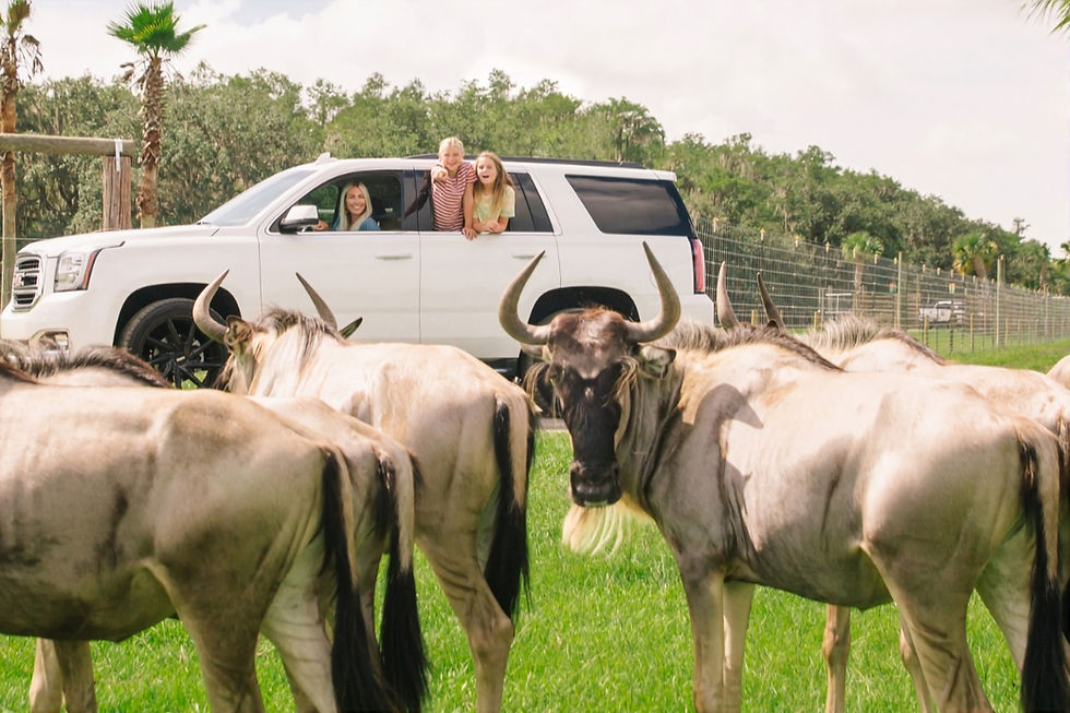 Wild Florida celebrates 15 Wild Years with Drive-thru Safari Park fun for just $15