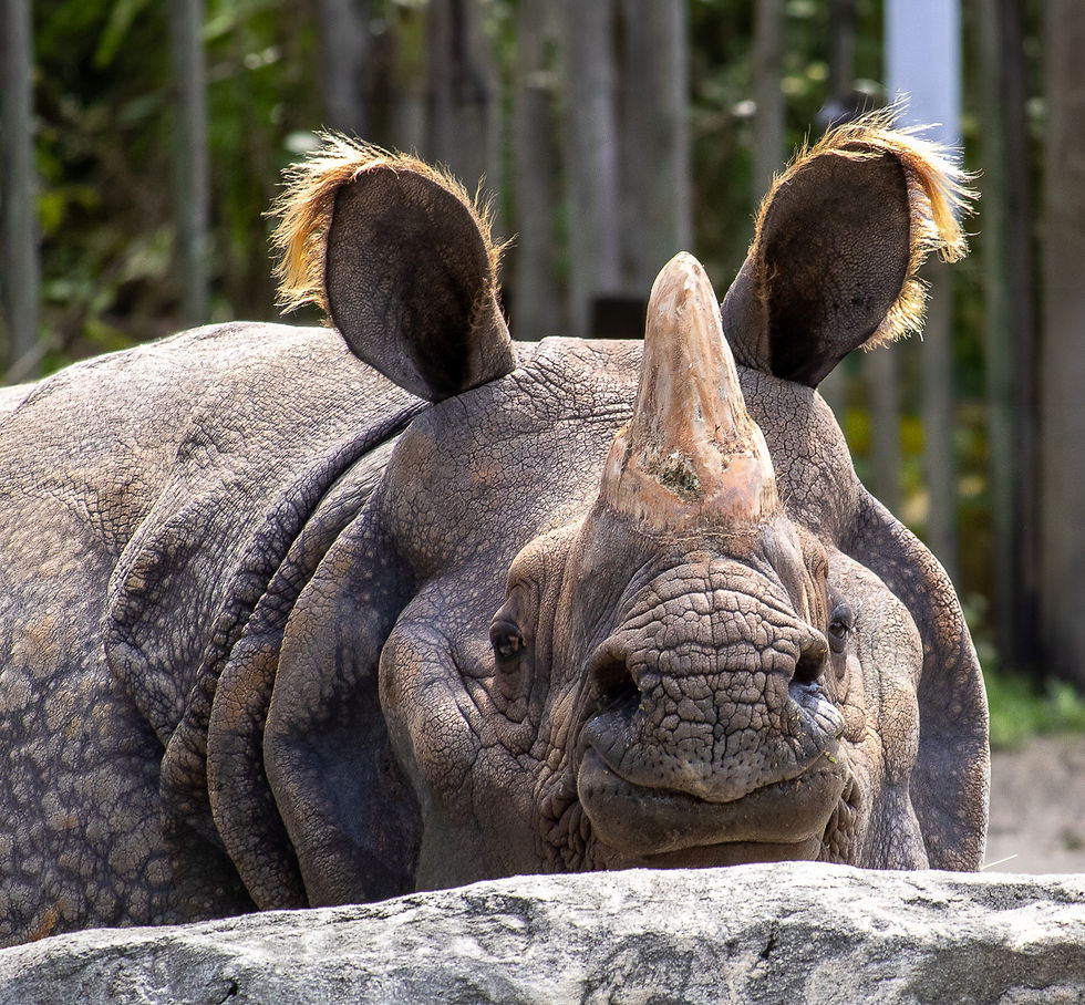 Celebrate Asian American & Pacific Islander heritage at Central Florida Zoo during Sunset at the Zoo