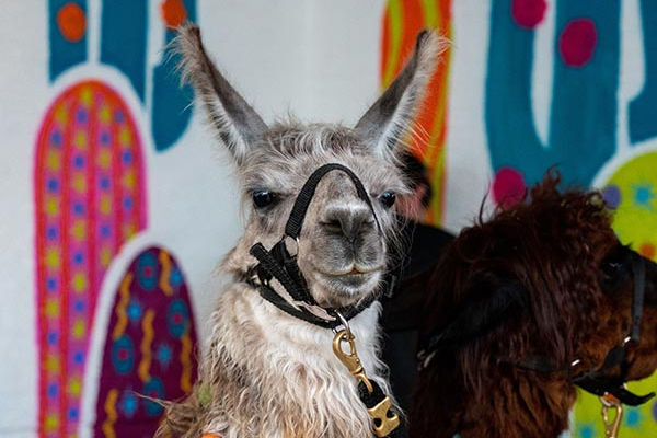 Celebrate Día de los Muertos with tacos, drinks, and entertainment at Kavas Tacos in Orlando