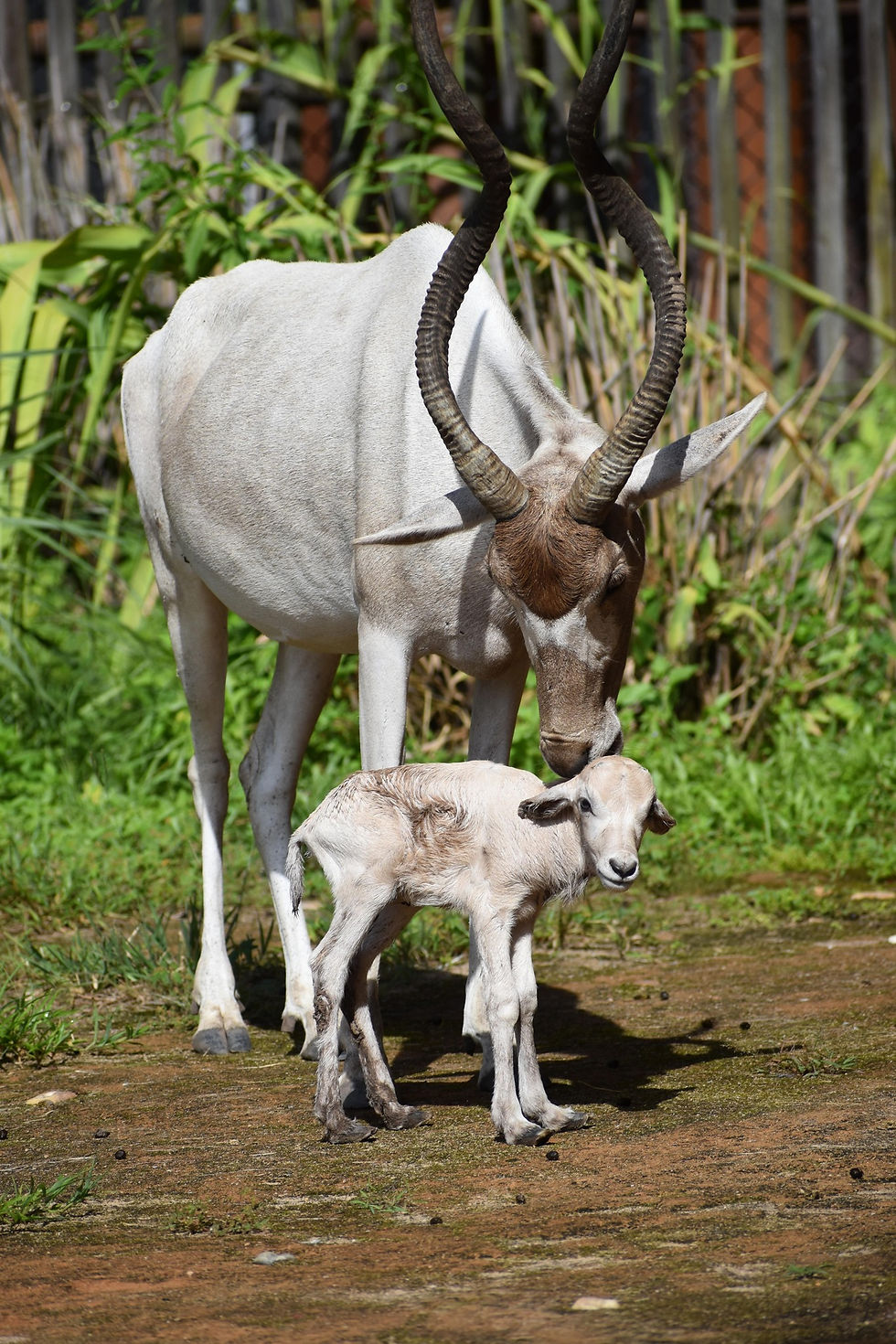 Exciting news from Disney’s Animal Kingdom Lodge, a baby Addax was born and it’s a girl!