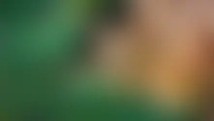 Vote for your favorite zoo exhibit, including Busch Gardens, Animal Kingdom and Brevard Zoo 