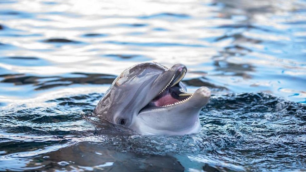 Clearwater Marine Aquarium