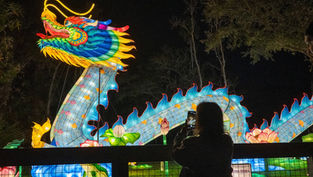 The Asian Lantern Festival: Into The Wild returns to Light Up Central Florida Zoo for the Holidays