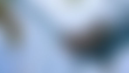 SeaWorld Orlando launches Black Friday Pre-Sale with up to 65% Off Tickets, Fun Cards and Annual Passes