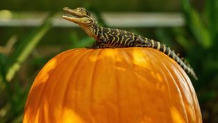 Get wild at Wild Florida's Pumpkin Fest with Pumpkin Painting, activities and more!