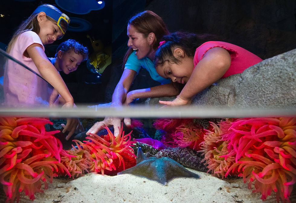 Sneek Peek inside new SEA LIFE Florida attraction ahead of Grand Opening on June 6 at LEGOLAND Florida Resort