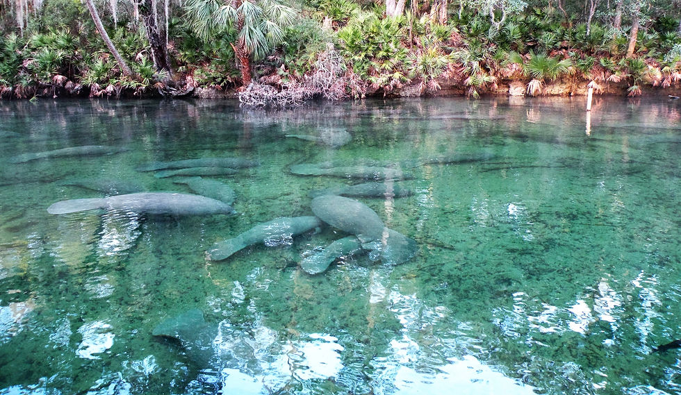 The Best Places to see Manatees near Orlando