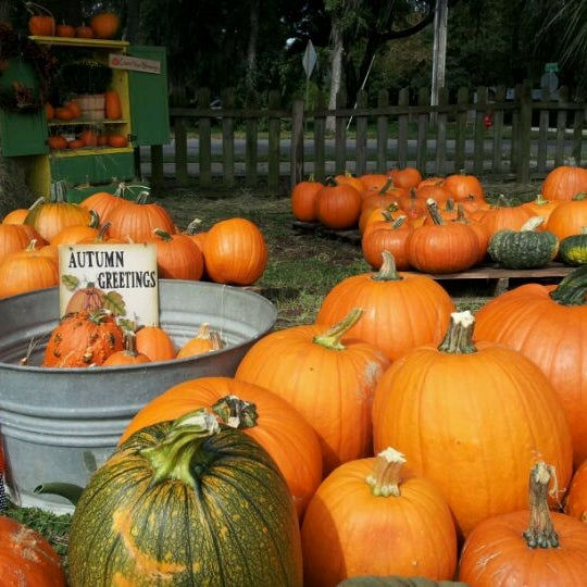 The Ultimate List Of Adorable Pumpkin Patches You Gotta Visit In Orlando