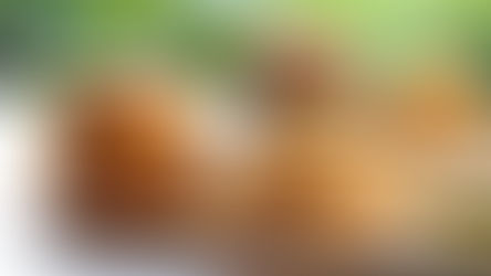 This Fourth of July, celebrate with Kona Grill dinner, weekend brunch, & ALL DAY Happy Hour!