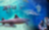 Things To Do for Shark Week in Orlando