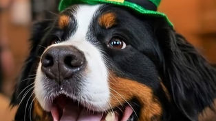 BarkHaven brings the luck this March with Weeklong St. Paw-trick’s Pawty and more!