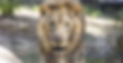 Three Central Florida Zoo's nominated as the best zoo in the country, help vote for the winner!