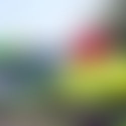 Andy Has Been Busy Decorating Toy Story Land For The Holidays At Hollywood Studios