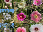 Sooz Glazebrook: Chez Sooz Hollyhocks