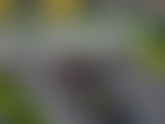 F1 – Equipes buscam soluções para evitar nova farsa na Q3