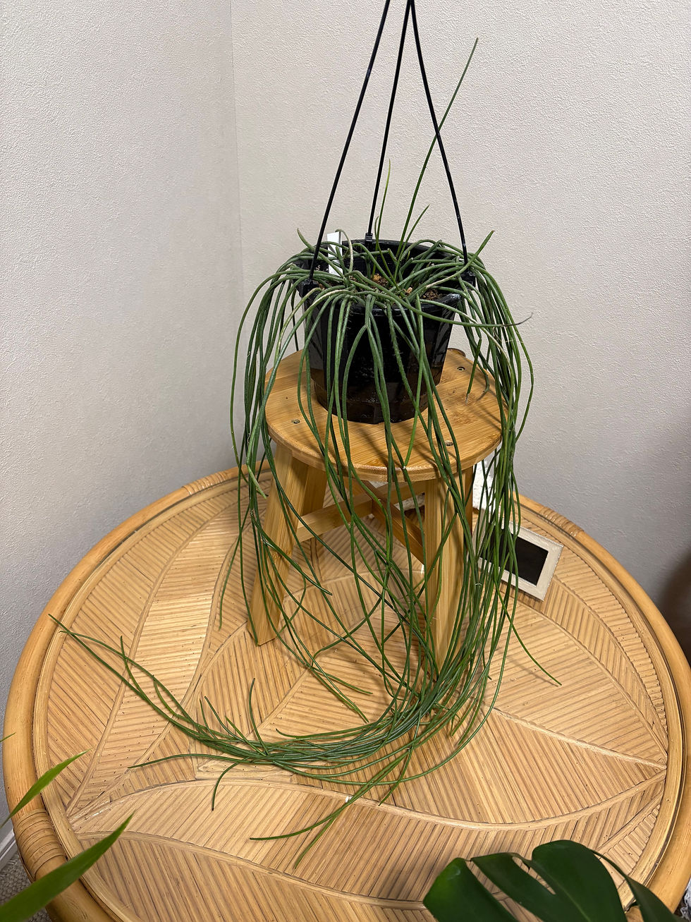 サムネイル： リプサリス　プニセオディスクス　※葉傷みあり