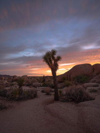 Joshua tree silhouette against colorful dawn clouds.