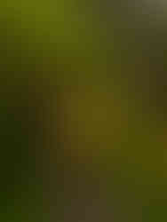 water falling from the cliff in the distance as a man in a yellow rain coat walks along the pathway in the tropical jungle