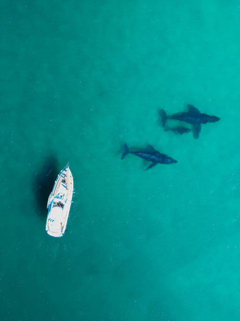 aerial view of 3 whale swimming under a yacht in the ocean down by Cabo 
