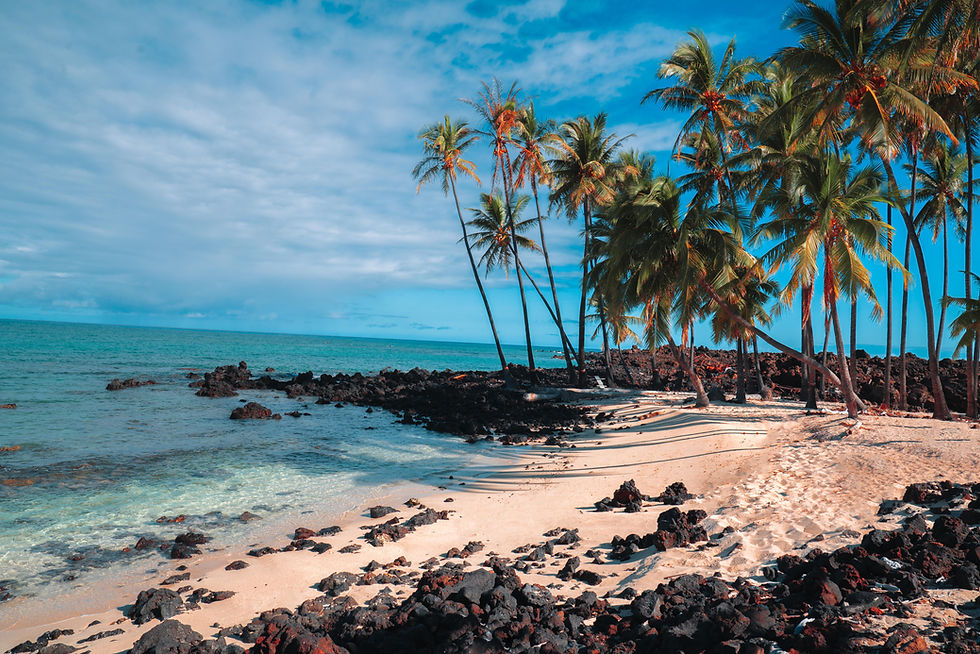 Palm Trees lining a white sand beach filled with black lava rock