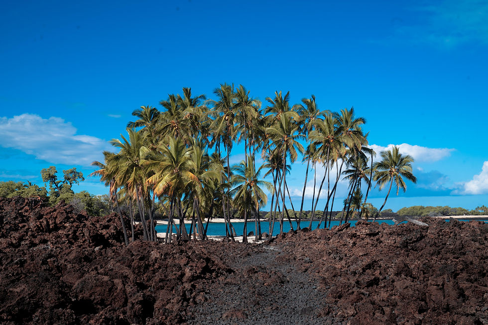 Cluster of palm trees at the end of a black rock lava field