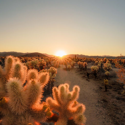 sun burst rays illuminating the yellow cactus at Joshua Tree