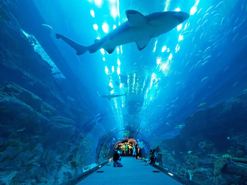 inside a glass tunnel a the Dubai aquarium with fish and sharks swimming overhead 