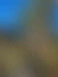 desert oasis with lush green palm trees in a desert desert